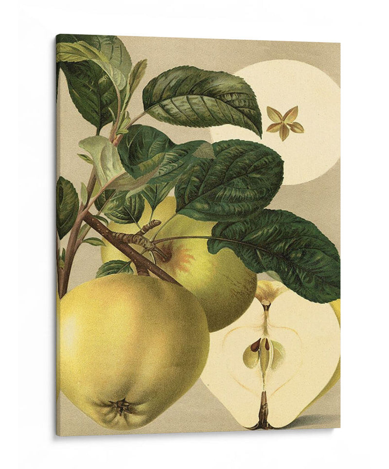 Apple Harvest I | Cuadro decorativo de Canvas Lab