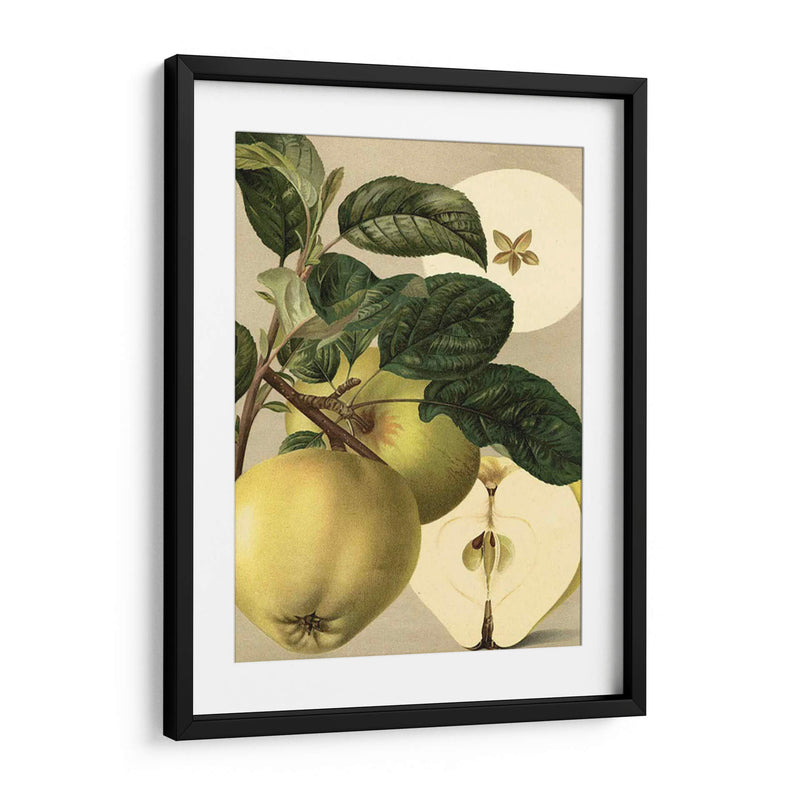 Apple Harvest I | Cuadro decorativo de Canvas Lab