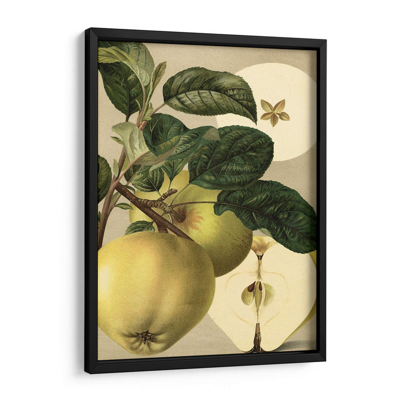 Apple Harvest I | Cuadro decorativo de Canvas Lab