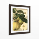 Apple Harvest I | Cuadro decorativo de Canvas Lab