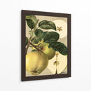 Apple Harvest I | Cuadro decorativo de Canvas Lab