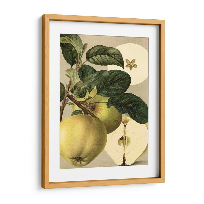 Apple Harvest I | Cuadro decorativo de Canvas Lab