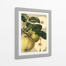 Apple Harvest I | Cuadro decorativo de Canvas Lab