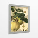 Apple Harvest I | Cuadro decorativo de Canvas Lab