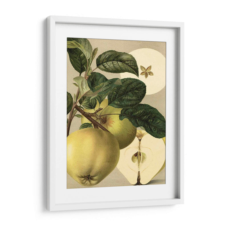 Apple Harvest I | Cuadro decorativo de Canvas Lab