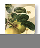 Apple Harvest I | Cuadro decorativo de Canvas Lab