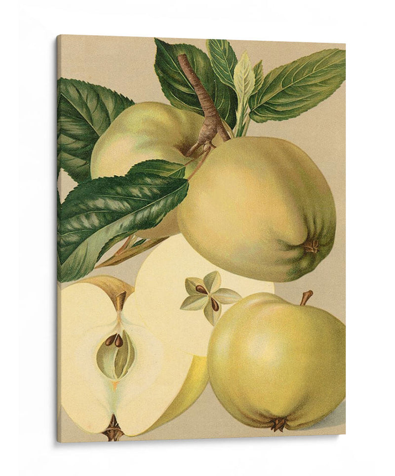 Apple Harvest Ii | Cuadro decorativo de Canvas Lab