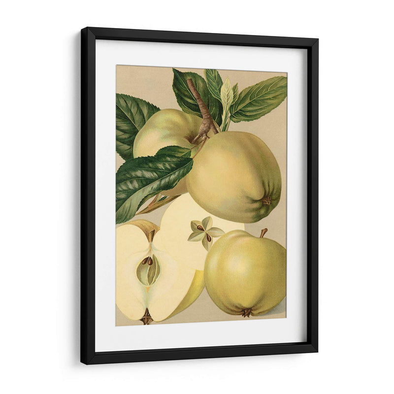 Apple Harvest Ii | Cuadro decorativo de Canvas Lab