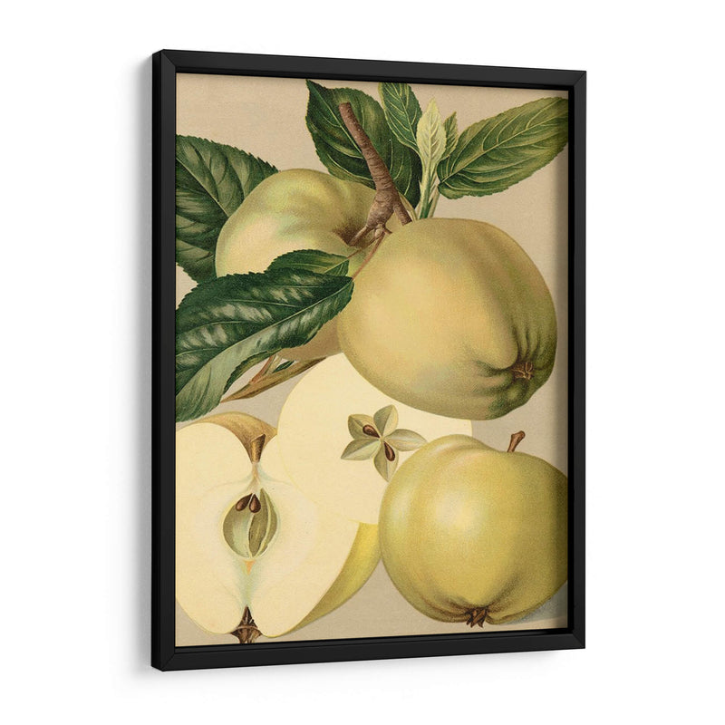 Apple Harvest Ii | Cuadro decorativo de Canvas Lab