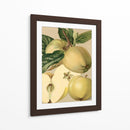 Apple Harvest Ii | Cuadro decorativo de Canvas Lab