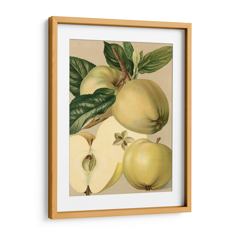 Apple Harvest Ii | Cuadro decorativo de Canvas Lab