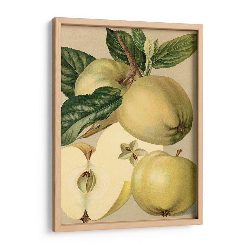 Apple Harvest Ii | Cuadro decorativo de Canvas Lab