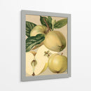 Apple Harvest Ii | Cuadro decorativo de Canvas Lab