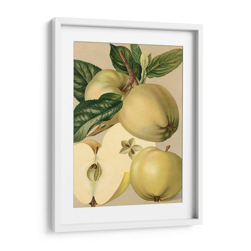 Apple Harvest Ii | Cuadro decorativo de Canvas Lab