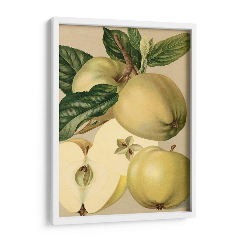 Apple Harvest Ii | Cuadro decorativo de Canvas Lab