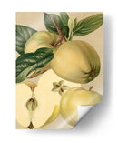 Apple Harvest Ii | Cuadro decorativo de Canvas Lab