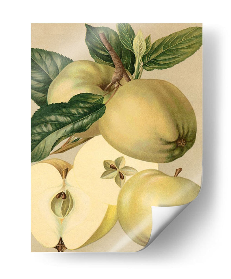 Apple Harvest Ii | Cuadro decorativo de Canvas Lab