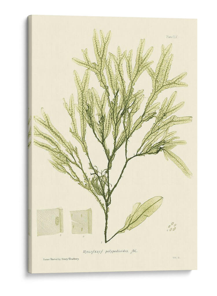 Marina De Bradbury I - Henry Bradbury | Cuadro decorativo de Canvas Lab