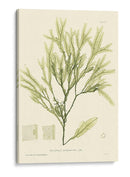 Marina De Bradbury I - Henry Bradbury | Cuadro decorativo de Canvas Lab