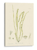 Bradbury Seaweed Iii - Henry Bradbury | Cuadro decorativo de Canvas Lab