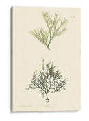 Bradbury Seaweed Iv - Henry Bradbury | Cuadro decorativo de Canvas Lab