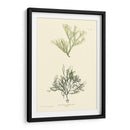 Bradbury Seaweed Iv - Henry Bradbury | Cuadro decorativo de Canvas Lab