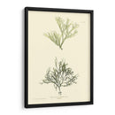 Bradbury Seaweed Iv - Henry Bradbury | Cuadro decorativo de Canvas Lab