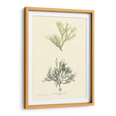 Bradbury Seaweed Iv - Henry Bradbury | Cuadro decorativo de Canvas Lab