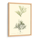 Bradbury Seaweed Iv - Henry Bradbury | Cuadro decorativo de Canvas Lab