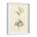 Bradbury Seaweed Iv - Henry Bradbury | Cuadro decorativo de Canvas Lab