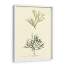 Bradbury Seaweed Iv - Henry Bradbury | Cuadro decorativo de Canvas Lab