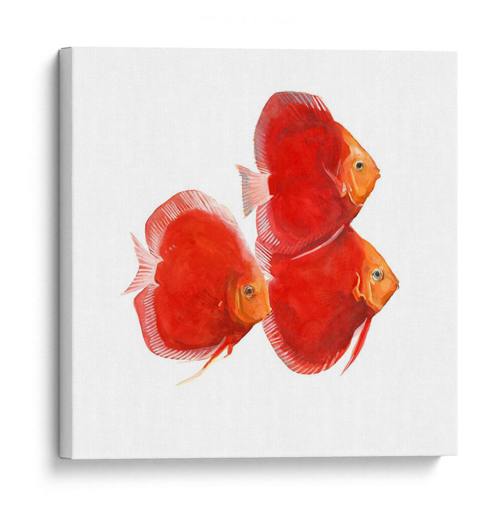 Discus Fish Vi - Emma Scarvey | Cuadro decorativo de Canvas Lab