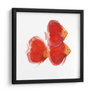 Discus Fish Vi - Emma Scarvey | Cuadro decorativo de Canvas Lab