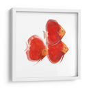 Discus Fish Vi - Emma Scarvey | Cuadro decorativo de Canvas Lab