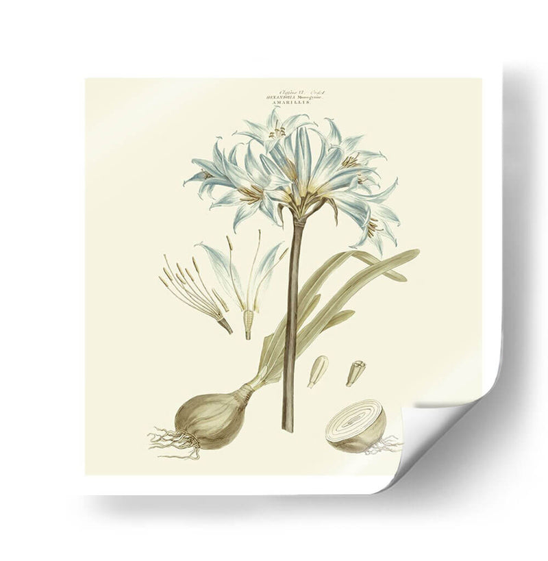 Custom Bashful Blue Florals Ii - John Miller | Cuadro decorativo de Canvas Lab