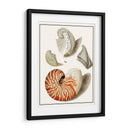 Conchas Recogidas I - Vision Studio | Cuadro decorativo de Canvas Lab