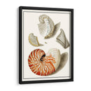 Conchas Recogidas I - Vision Studio | Cuadro decorativo de Canvas Lab