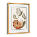 Conchas Recogidas I - Vision Studio | Cuadro decorativo de Canvas Lab