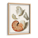 Conchas Recogidas I - Vision Studio | Cuadro decorativo de Canvas Lab