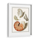 Conchas Recogidas I - Vision Studio | Cuadro decorativo de Canvas Lab