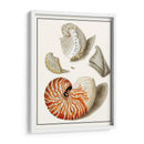 Conchas Recogidas I - Vision Studio | Cuadro decorativo de Canvas Lab