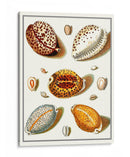 Shells Recogidos Iii - Vision Studio | Cuadro decorativo de Canvas Lab