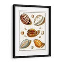 Shells Recogidos Iii - Vision Studio | Cuadro decorativo de Canvas Lab