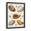 Shells Recogidos Iii - Vision Studio | Cuadro decorativo de Canvas Lab