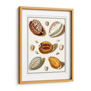 Shells Recogidos Iii - Vision Studio | Cuadro decorativo de Canvas Lab