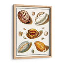 Shells Recogidos Iii - Vision Studio | Cuadro decorativo de Canvas Lab