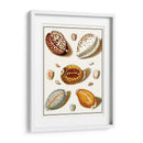Shells Recogidos Iii - Vision Studio | Cuadro decorativo de Canvas Lab