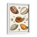 Shells Recogidos Iii - Vision Studio | Cuadro decorativo de Canvas Lab