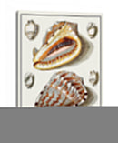 Conchas Recolectadas Iv - Vision Studio | Cuadro decorativo de Canvas Lab