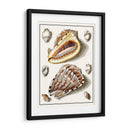 Conchas Recolectadas Iv - Vision Studio | Cuadro decorativo de Canvas Lab